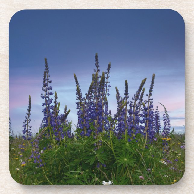 Lupins  coaster (Front)