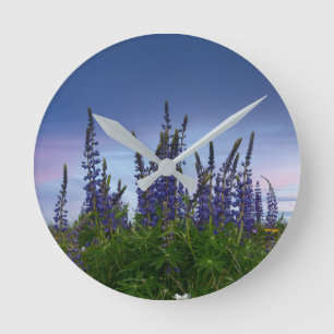 Lupins round clock