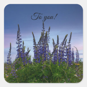 Lupins   square sticker