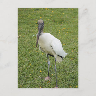 Lurch Postcard