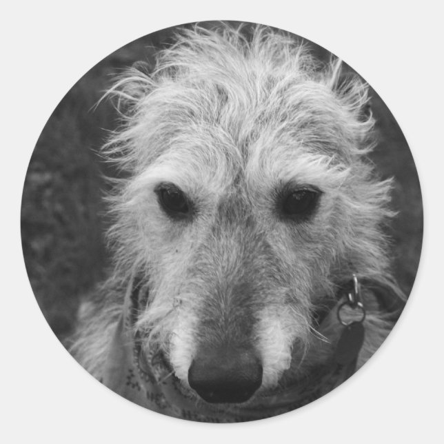 Lurcher Classic Round Sticker (Front)