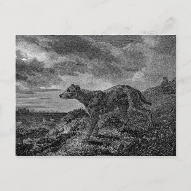Lurcher Dogs Vintage Drawing Postcard (Front)