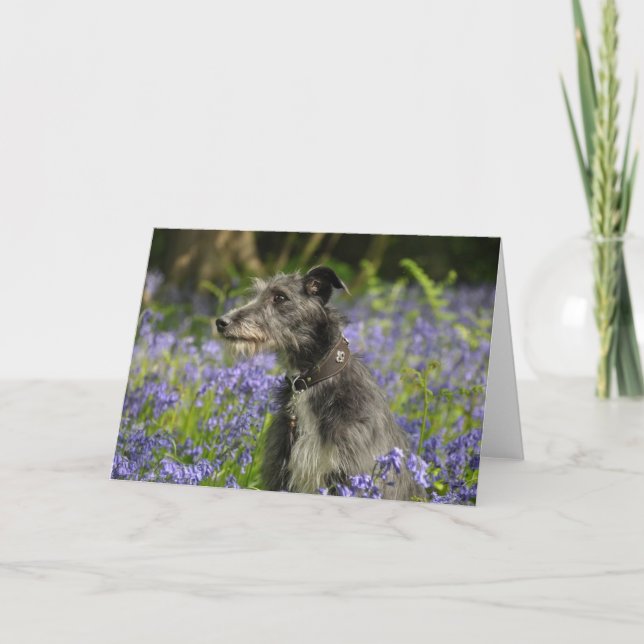Lurcher in the Bluebells Greetings Card (Front)