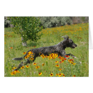 Lurcher Running Through A Flower Field - Card