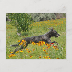 Lurcher Running Through A Flower Field - Postcard