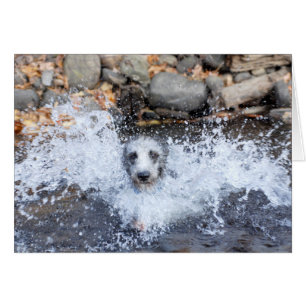 Lurcher Swimming Card