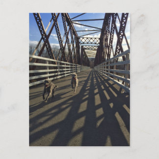 Lurchers Running Across A Bridge - Postcard
