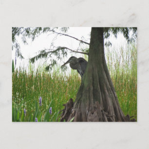 Lurking behind Trees in Central Florida Postcard