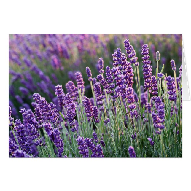 Luscious Lavender  (Front Horizontal)