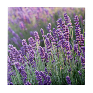 Luscious Lavender Ceramic Tile