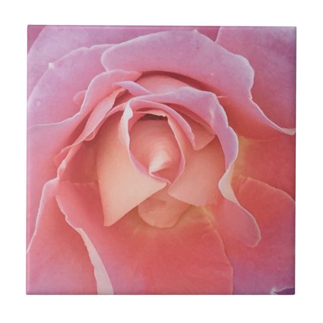 Luscious Pink Rose Ceramic Tile (Front)