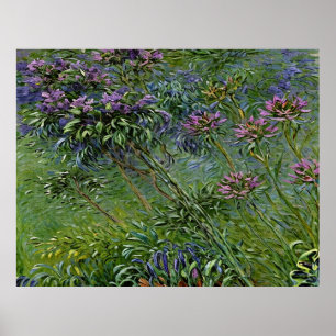 Lush and Vibrant Depiction of Agapanthus Flowers Poster