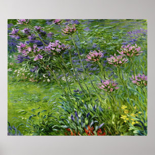 Lush and Vibrant Depiction of Agapanthus Flowers Poster
