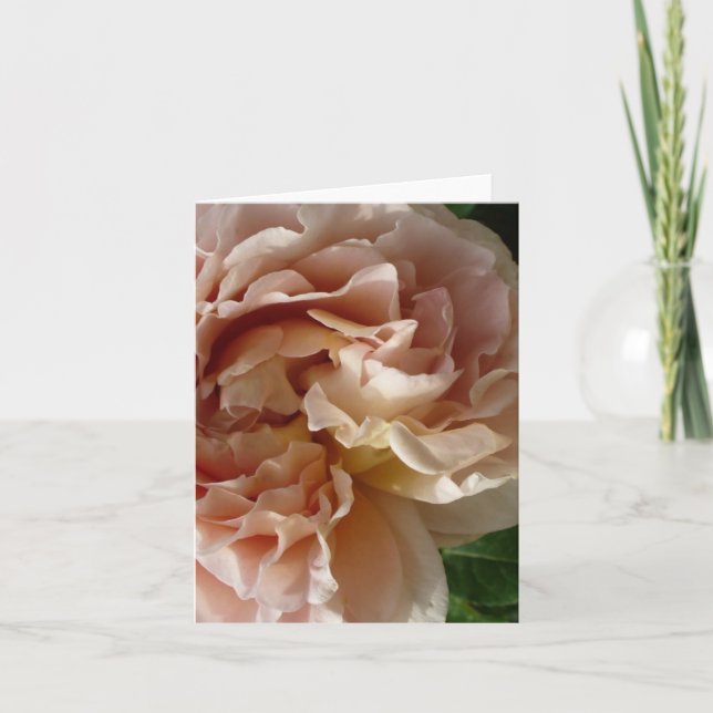 Lush Blush Rose notecard (Front)