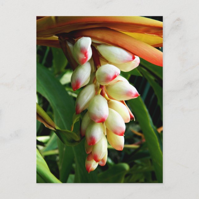 Lush exotic tropical flower postcard (Front)