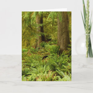 Lush Forest & Ferns Ecola State Park, Oregon Card