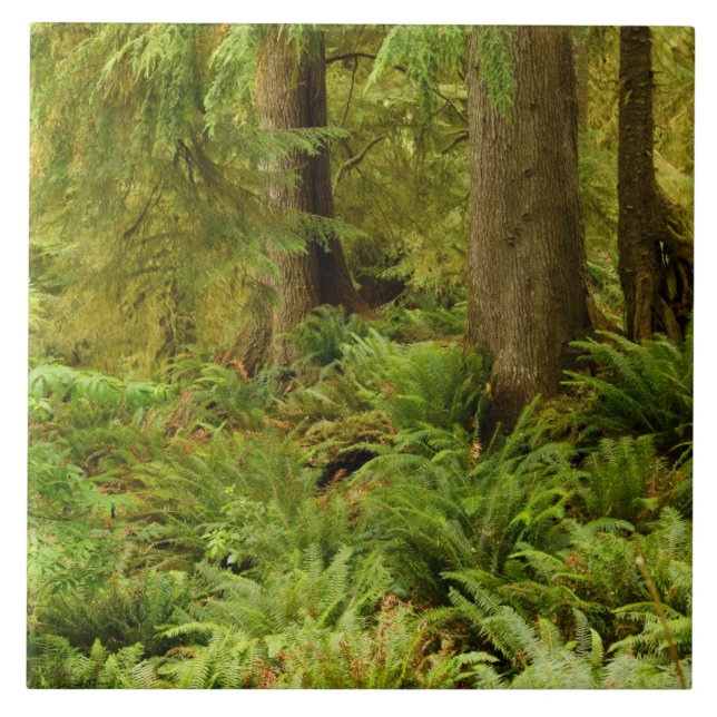 Lush Forest & Ferns | Ecola State Park, Oregon Ceramic Tile (Front)