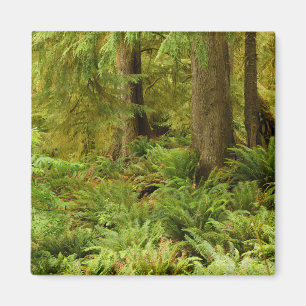 Lush Forest & Ferns   Ecola State Park, Oregon Magnet