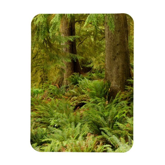 Lush Forest & Ferns | Ecola State Park, Oregon Magnet (Vertical)