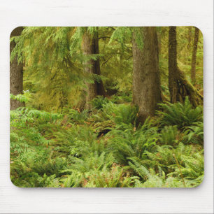 Lush Forest & Ferns   Ecola State Park, Oregon Mouse Pad