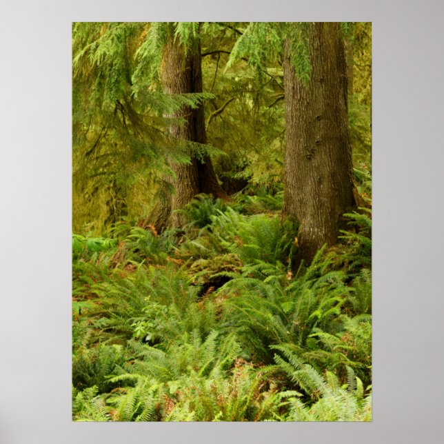 Lush Forest & Ferns | Ecola State Park, Oregon Poster (Front)