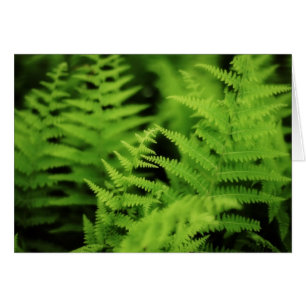 Lush Green Ferns