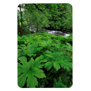 Lush Green Forest Vegetation Magnet