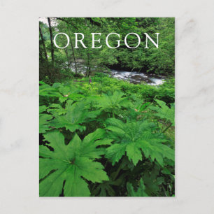 Lush Green Forest Vegetation Postcard
