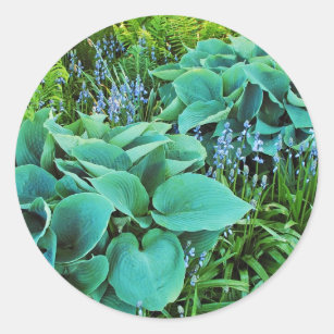 Lush green hosta and fern plant garden classic round sticker