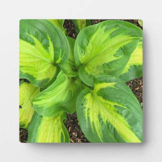 Lush Green Hosta Leaves – Modern Acrylic Artwork Plaque