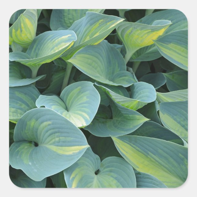 Lush green hosta plant leaves square sticker (Front)