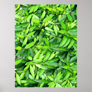 Lush Green Leaves Pattern – Nature Botanical  Poster
