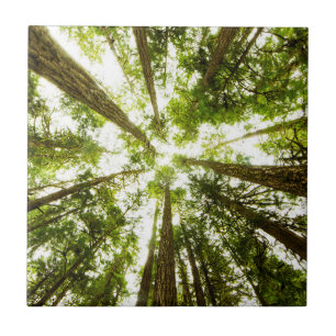 Lush Green Rain Forest Ceramic Tile