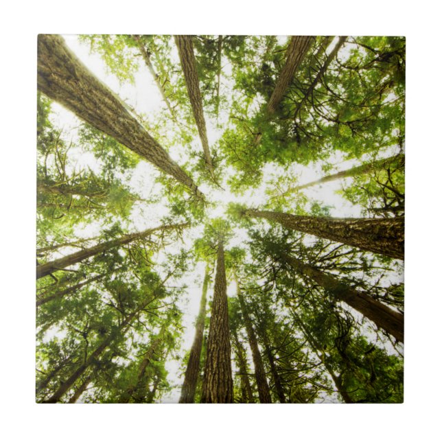 Lush Green Rain Forest Ceramic Tile (Front)