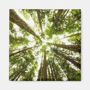 Lush Green Rain Forest Magnet