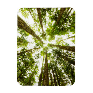 Lush Green Rain Forest Magnet