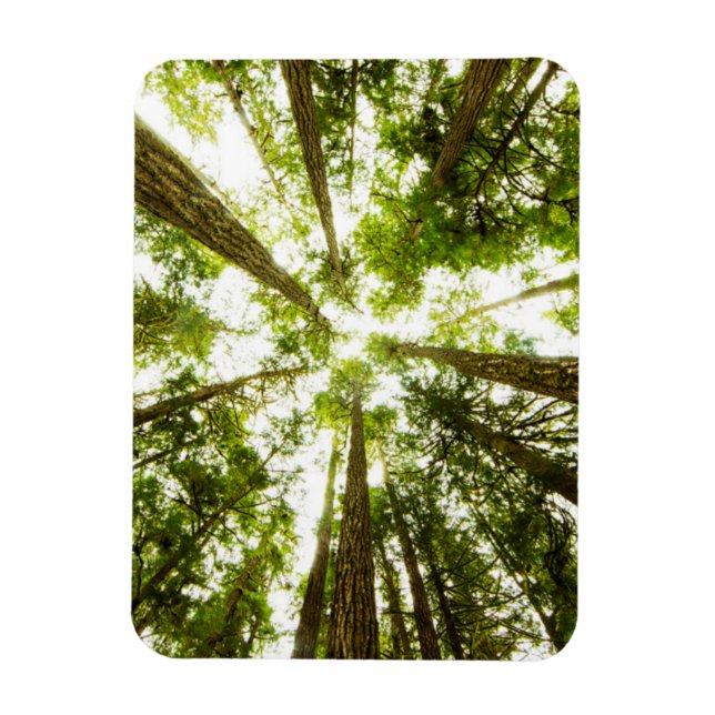 Lush Green Rain Forest Magnet (Vertical)