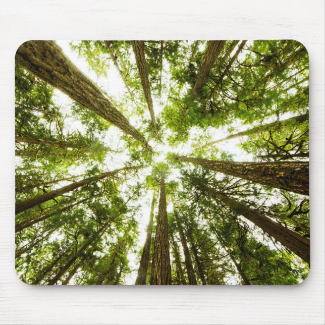 Lush Green Rain Forest Mouse Pad (Front)