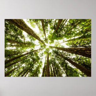 Lush Green Rain Forest Poster