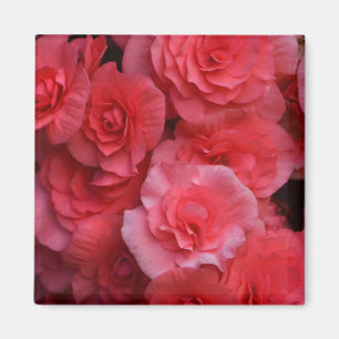 Lush Pink Double Begonia Magnet