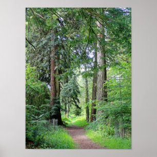 Lush Woodland Path Through Ancient Tall Trees Poster