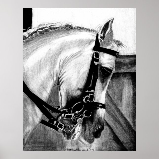 Lusitano Dressage Horse Portrait Poster (Front)
