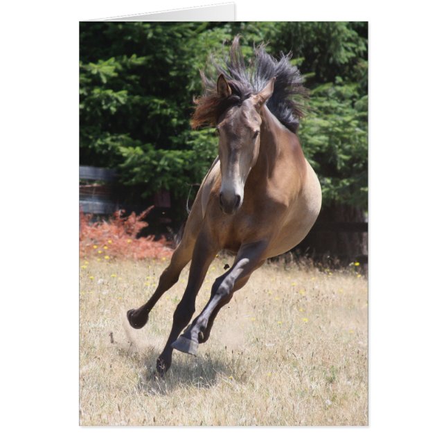 Lusitano Horse at Liberty Blank Card (Front)