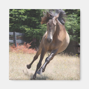 Lusitano Horse at Liberty Magnet