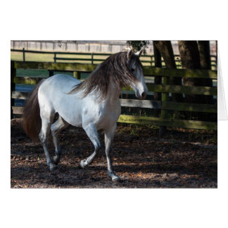 Lusitano Stallion