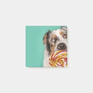 Lustiger Australian Shepherd Hund mit Lolli Post-it Notes