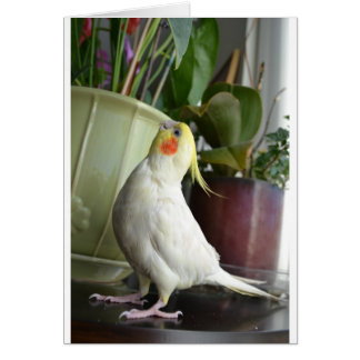 Lutino Cockatiel