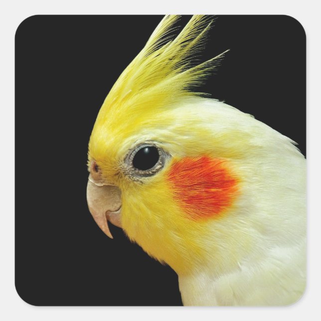 Lutino Cockatiel Square Sticker (Front)