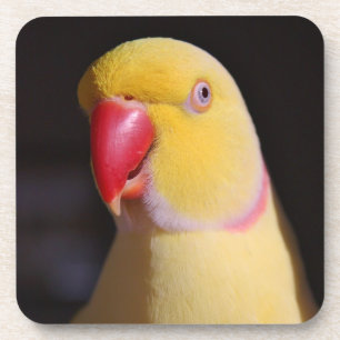 Lutino Indian Ringneck Parakeet Beak Coaster