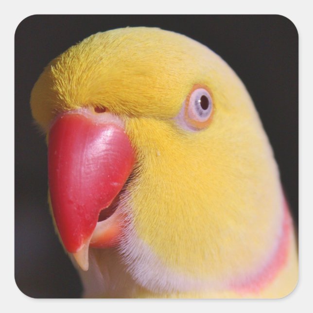 Lutino Indian Ringneck Parakeet Beak Square Sticker (Front)